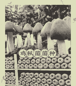 蘑菇怎么养殖技术