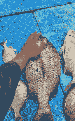 牛粪怎么养殖鱼