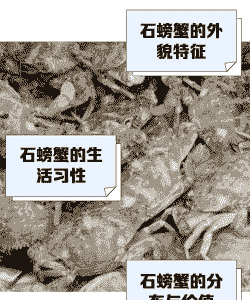 小石蟹怎么养殖