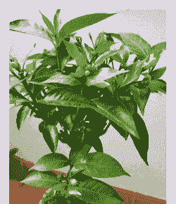 假狗牙花怎么养殖