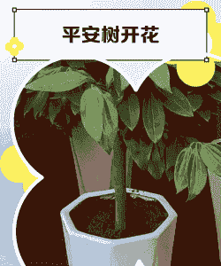 平安花怎么养殖方法