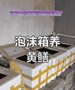 室内黄鳝怎么养殖