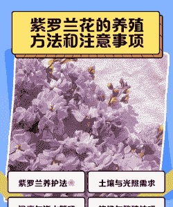 紫罗兰盆栽怎么养殖