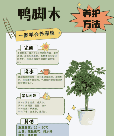 鸭掌木怎么养殖方法