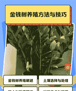 买的盆栽怎么养殖