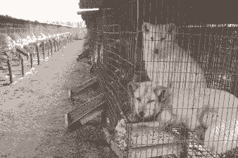 养殖狐狸怎么样