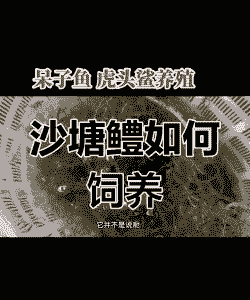 沙塘鳢怎么养殖