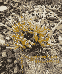 霍山石斛怎么养殖