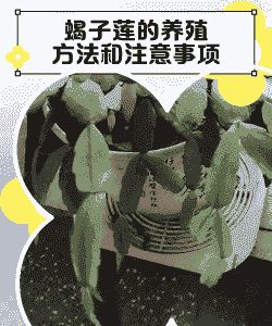 盆栽蝎子花怎么养殖