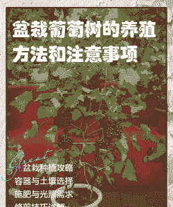 葡萄树怎么养殖