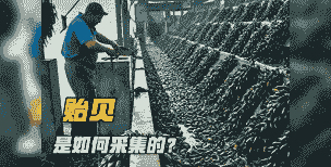 青口是怎么养殖的