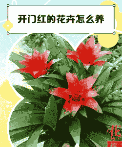 盆栽开门红怎么养殖
