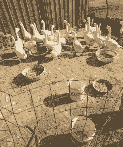 养殖大鹅怎么样