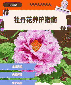红牡丹花怎么养殖