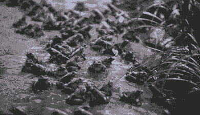 石蛙养殖怎么样