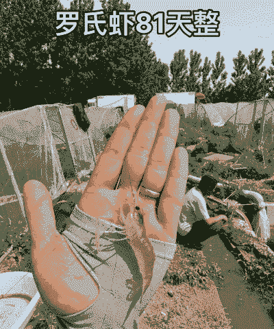 淡水虾养殖怎么样