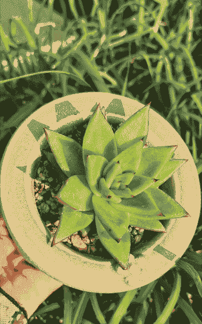 口红多肉怎么养殖方法