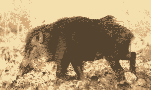 养殖野猪销路怎么样