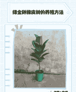 绿橡皮树怎么养殖方法
