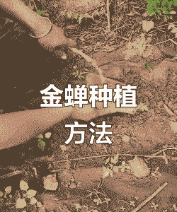 金蝉幼虫怎么养殖