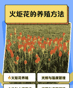 火炬怎么养殖
