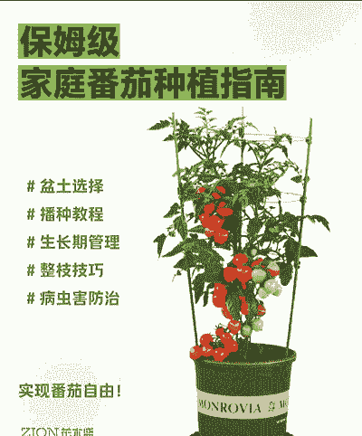 西红柿怎么养殖