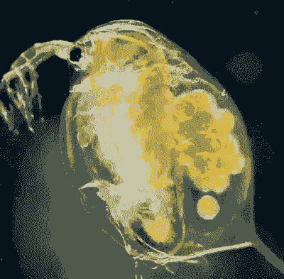 枝角类怎么养殖