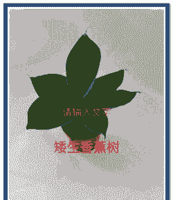 香蕉树怎么养殖