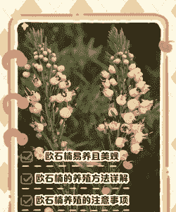 欧石楠怎么养殖