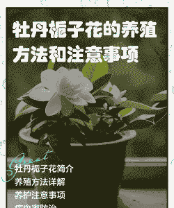 牡丹栀子花怎么养殖