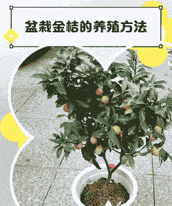 桔子苗怎么养殖