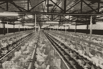 肉鸽养殖前景怎么样