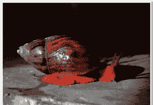 红蜗牛怎么养殖