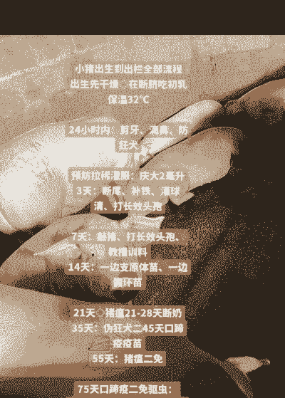 怎么学习养殖野猪