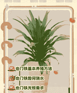 也门铁怎么养殖