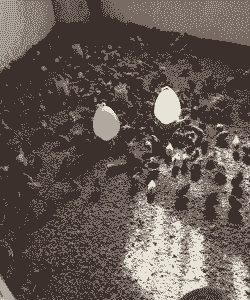 桂花雀怎么养殖