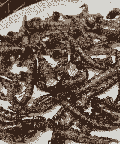 爬沙虫怎么养殖