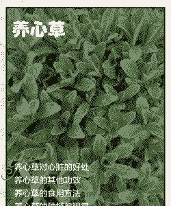 养心草怎么养殖