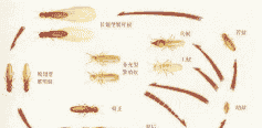 白蚁怎么养殖技术