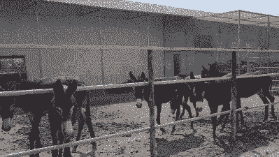 养殖驴的前景怎么样