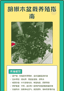 胡椒木怎么养殖