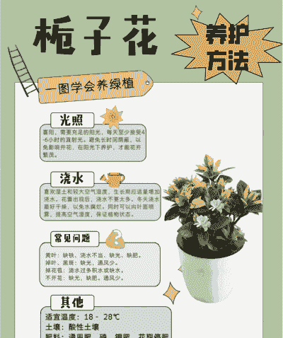 吱吱花怎么养殖