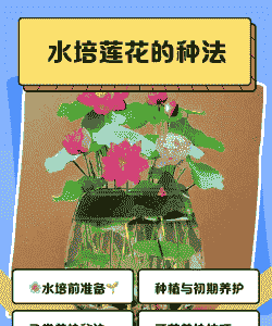 鱼池怎么养殖莲花
