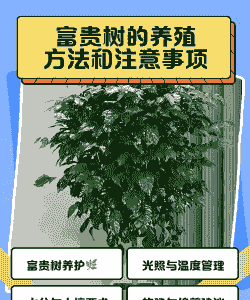 富贵藤怎么养殖