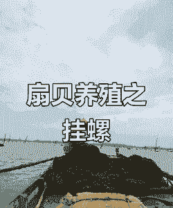 扇贝怎么养殖技术