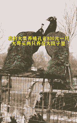 养殖孔雀怎么杀