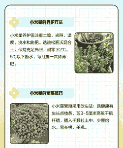 小米星怎么养殖