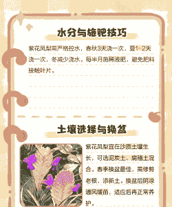 紫花凤梨怎么养殖