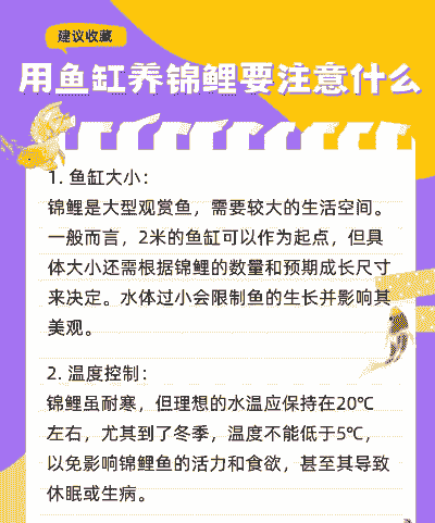 锦鲤鱼怎么养殖