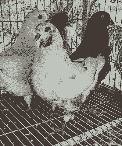 元宝鸽子怎么养殖